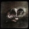 télécharger l'album Golden Apes - Riot