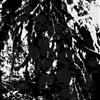 Album herunterladen Gamla Skogar - Död Skog