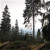 Docetism - Nebel