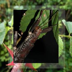 Download Phasmatoptera - Eurycantha calcarata