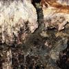 ascolta in linea Devil's Dandruff - Rusty Bones