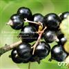 ladda ner album Masanori Yasuda - Blackcurrant