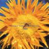 last ned album Various - Girls Ambient Pop Shades Of Flower Has Airly Existence