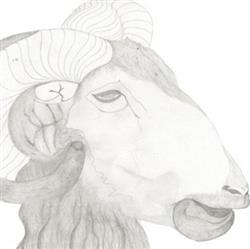 Download Carola Pisaturo - Animals Amans