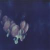 baixar álbum Vicious Blossom - Breathing