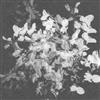 télécharger l'album Josef Gaard - Obsidian Falls
