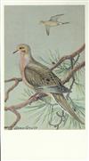 No Artist - Mourning Dove