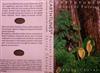 ascolta in linea Jonathon Storm - Ancient Forest Spring Chorus