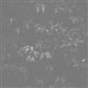 descargar álbum Emiliano Romanelli - 333 Loops Volume 1