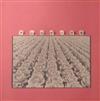 descargar álbum Allergy - アレルギー作用 Allergy Process